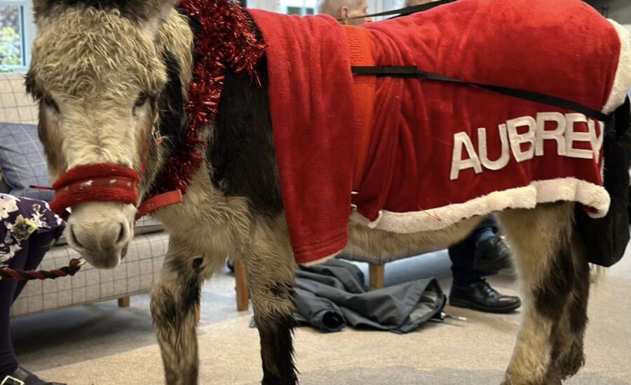 Aubrey The Therapy Donkey - Austenwood Nursing Home